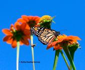 A female monarch nectaring on Mexican sunflower, Tithonia rotunifola, in a Vacaville garden at noon, Sept. 17, 2024. At left is a territorial male longhorned bee, probably Melissodes agilis. (Photo by Kathy Keatley Garvey)